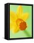 Yellow daffodil-null-Framed Stretched Canvas