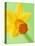 Yellow daffodil-null-Stretched Canvas