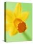 Yellow daffodil-null-Stretched Canvas