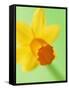 Yellow daffodil-null-Framed Stretched Canvas