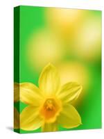 Yellow daffodil-null-Stretched Canvas