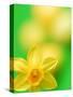 Yellow daffodil-null-Stretched Canvas