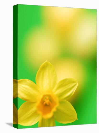 Yellow daffodil-null-Stretched Canvas