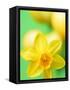 Yellow daffodil-null-Framed Stretched Canvas