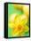 Yellow daffodil-null-Framed Stretched Canvas