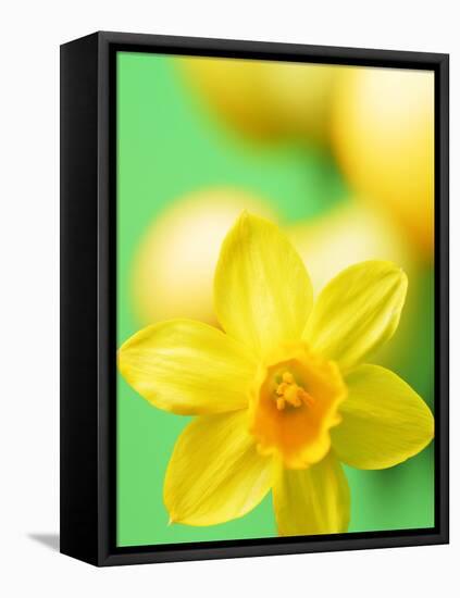 Yellow daffodil-null-Framed Stretched Canvas