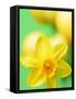 Yellow daffodil-null-Framed Stretched Canvas