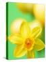 Yellow daffodil-null-Stretched Canvas