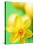 Yellow daffodil-null-Stretched Canvas