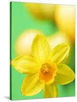 Yellow daffodil-null-Stretched Canvas