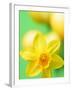 Yellow daffodil-null-Framed Premium Photographic Print