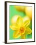 Yellow daffodil-null-Framed Premium Photographic Print