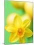 Yellow daffodil-null-Mounted Premium Photographic Print