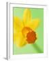 Yellow daffodil-null-Framed Photographic Print