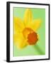 Yellow daffodil-null-Framed Photographic Print