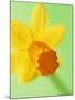 Yellow daffodil-null-Mounted Photographic Print