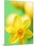 Yellow daffodil-null-Mounted Photographic Print
