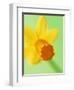 Yellow daffodil-null-Framed Photographic Print