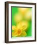 Yellow daffodil-null-Framed Photographic Print