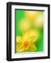 Yellow daffodil-null-Framed Photographic Print