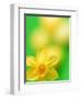 Yellow daffodil-null-Framed Photographic Print