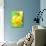Yellow daffodil-null-Photographic Print displayed on a wall