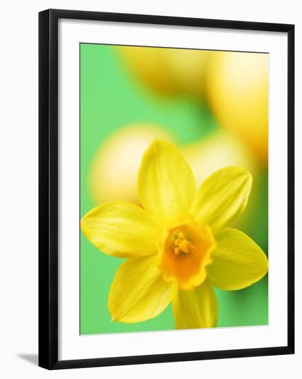 Yellow daffodil-null-Framed Photographic Print