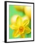 Yellow daffodil-null-Framed Photographic Print