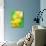 Yellow daffodil-null-Photographic Print displayed on a wall