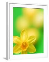 Yellow daffodil-null-Framed Photographic Print