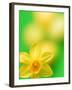 Yellow daffodil-null-Framed Photographic Print