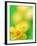 Yellow daffodil-null-Framed Photographic Print