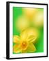 Yellow daffodil-null-Framed Photographic Print