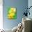 Yellow daffodil-null-Mounted Photographic Print displayed on a wall