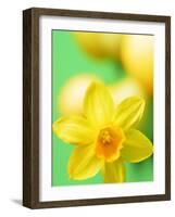 Yellow daffodil-null-Framed Photographic Print