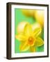 Yellow daffodil-null-Framed Photographic Print