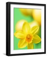 Yellow daffodil-null-Framed Photographic Print