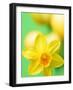 Yellow daffodil-null-Framed Photographic Print