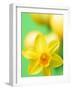 Yellow daffodil-null-Framed Photographic Print