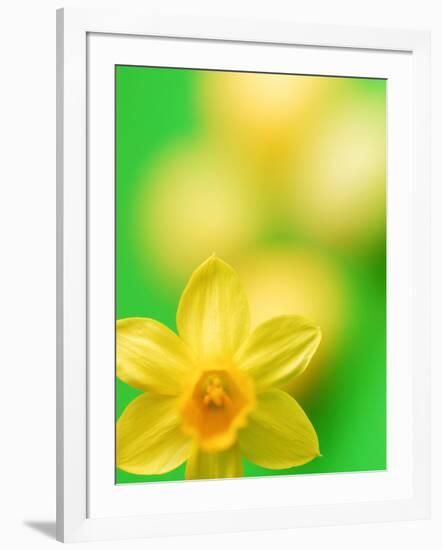 Yellow daffodil-null-Framed Photographic Print