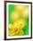 Yellow daffodil-null-Framed Photographic Print