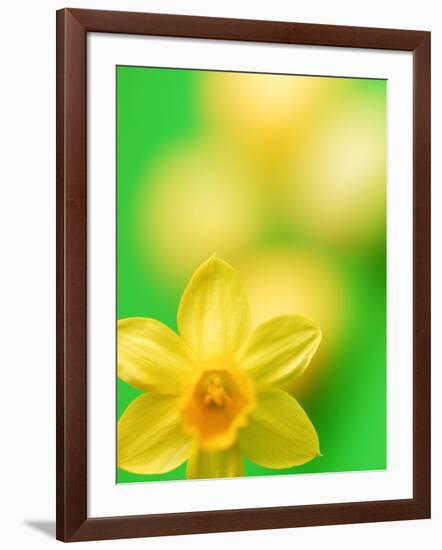 Yellow daffodil-null-Framed Photographic Print