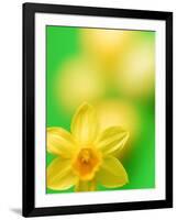 Yellow daffodil-null-Framed Photographic Print