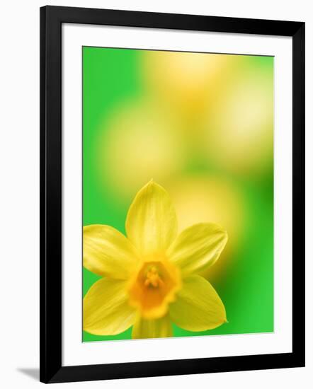 Yellow daffodil-null-Framed Photographic Print