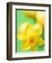 Yellow daffodil-null-Framed Photographic Print