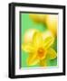 Yellow daffodil-null-Framed Photographic Print