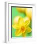 Yellow daffodil-null-Framed Photographic Print