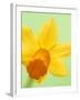 Yellow daffodil-null-Framed Photographic Print