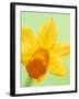 Yellow daffodil-null-Framed Photographic Print