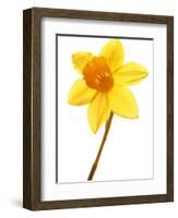 Yellow daffodil-null-Framed Photographic Print